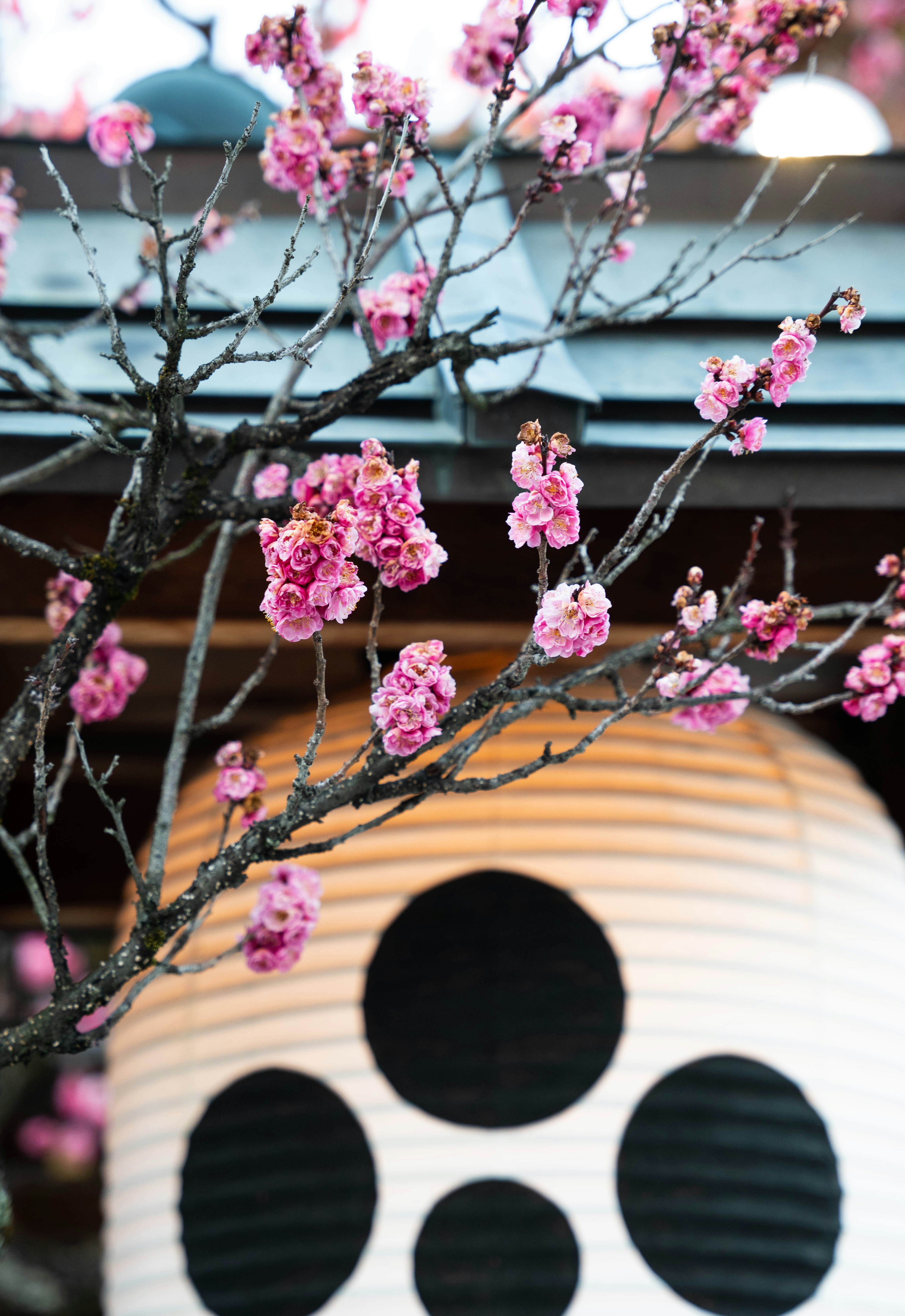 Photo by davidemrich