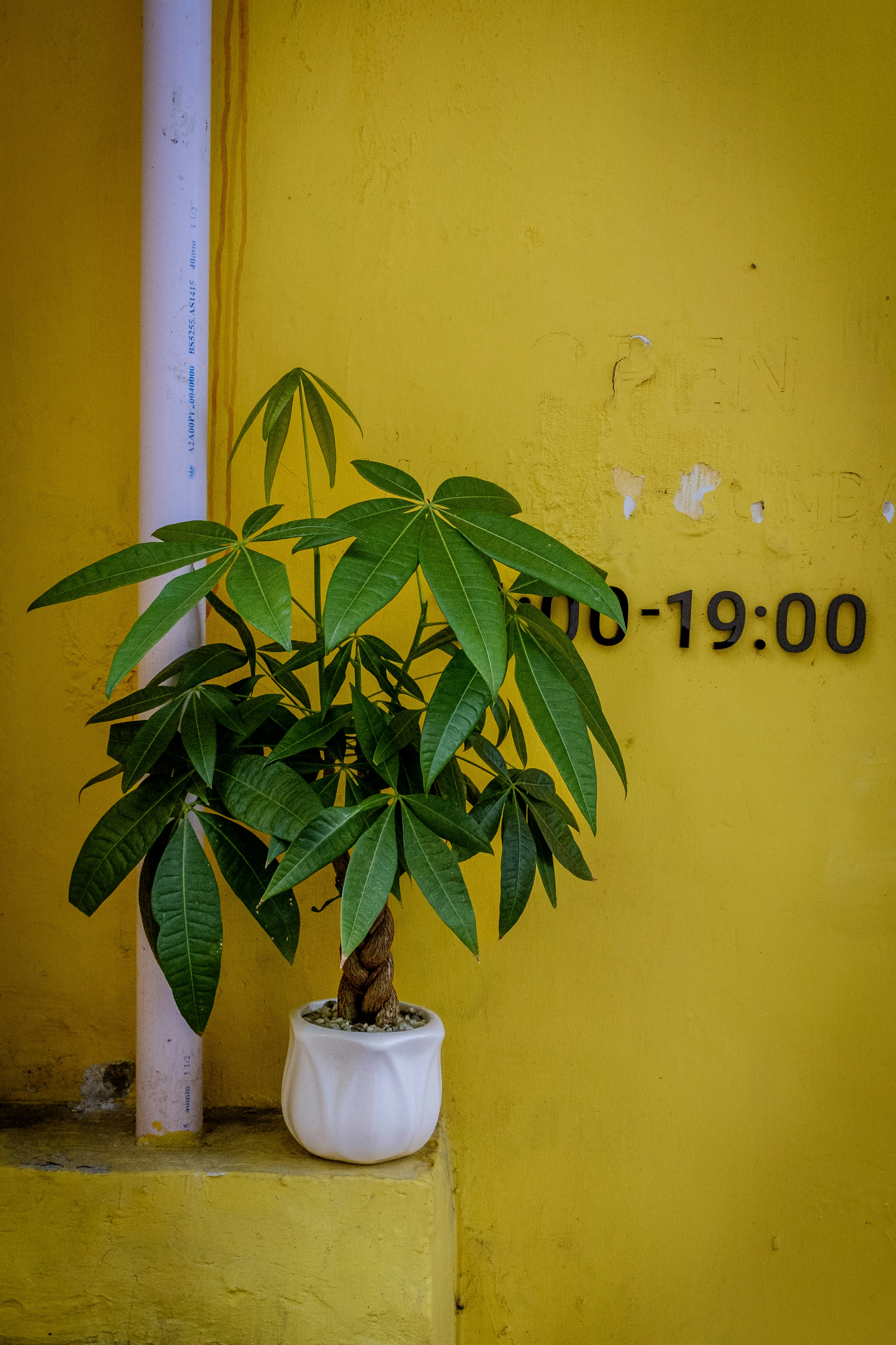 a potted plant sitting on the side of a yellow wall