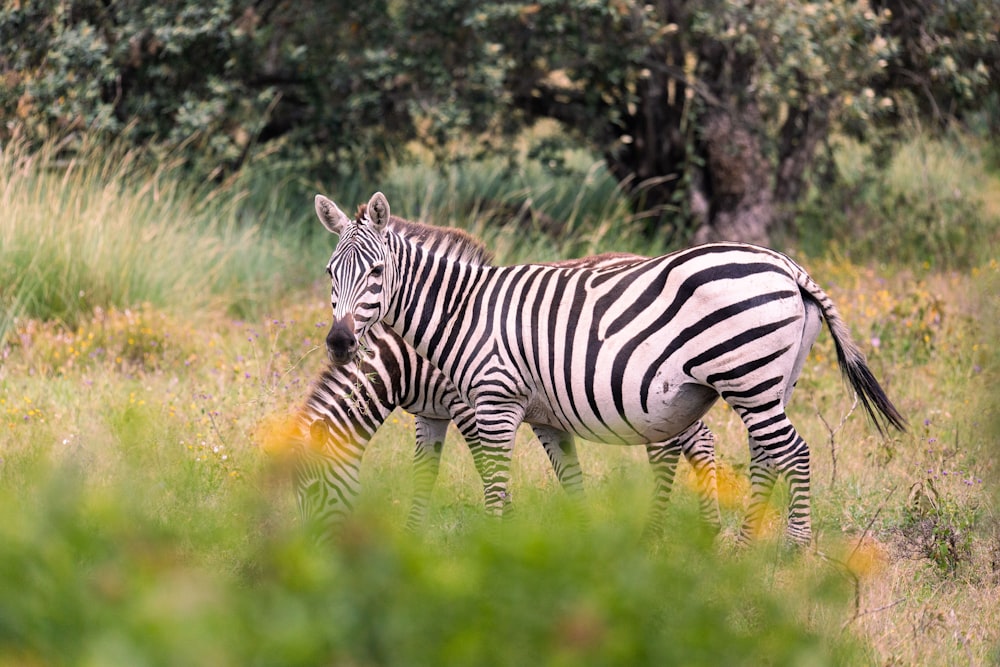 a couple of zebra standing on top of a lush green field