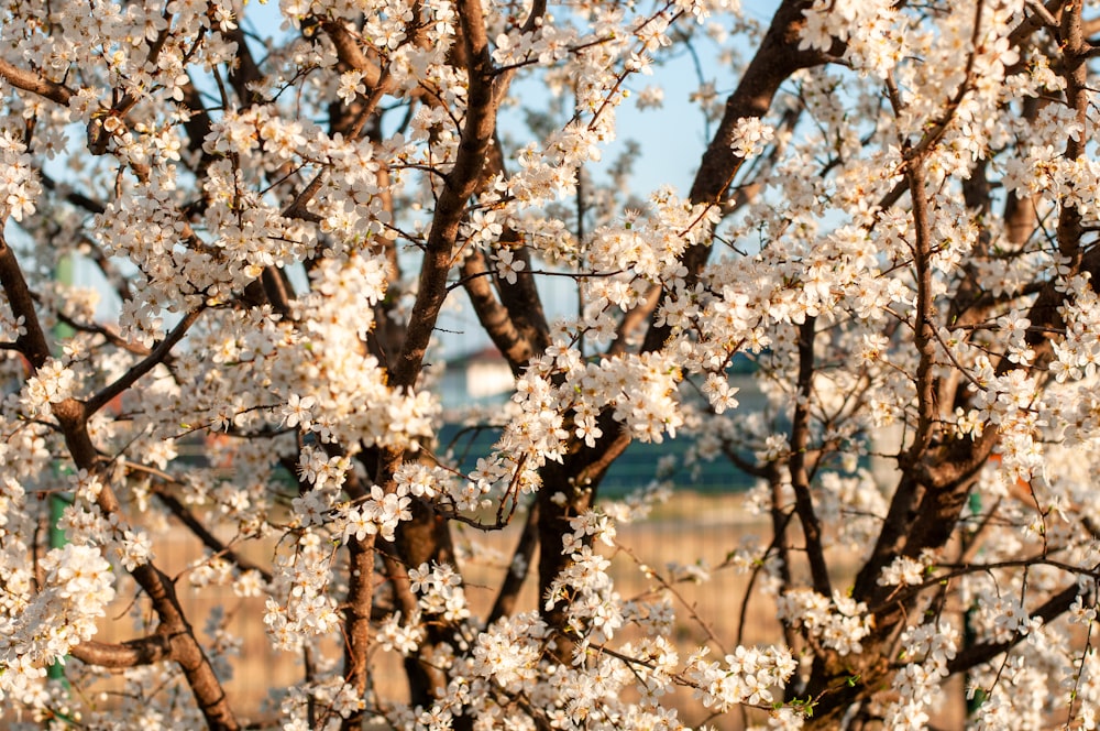 a tree with white flowers in a field