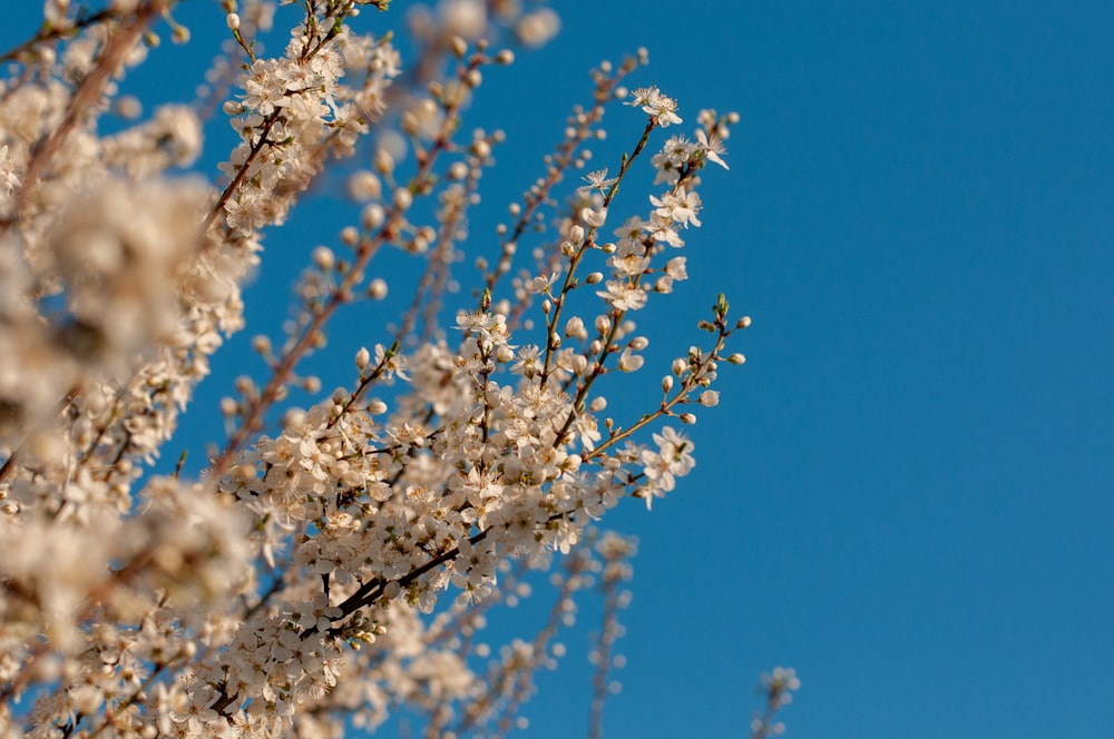 a bunch of flowers that are on a tree