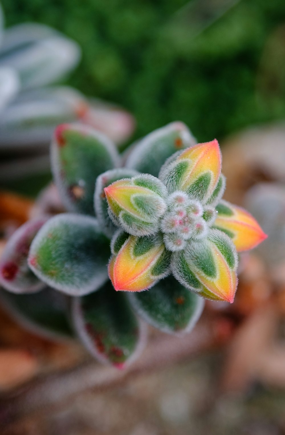 a close up of a small green and yellow flower