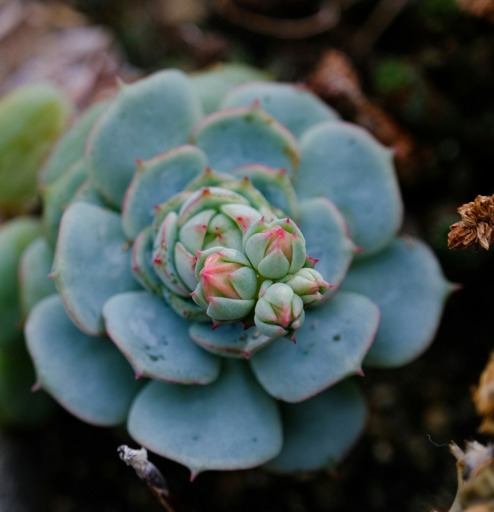 a close up of a small green plant