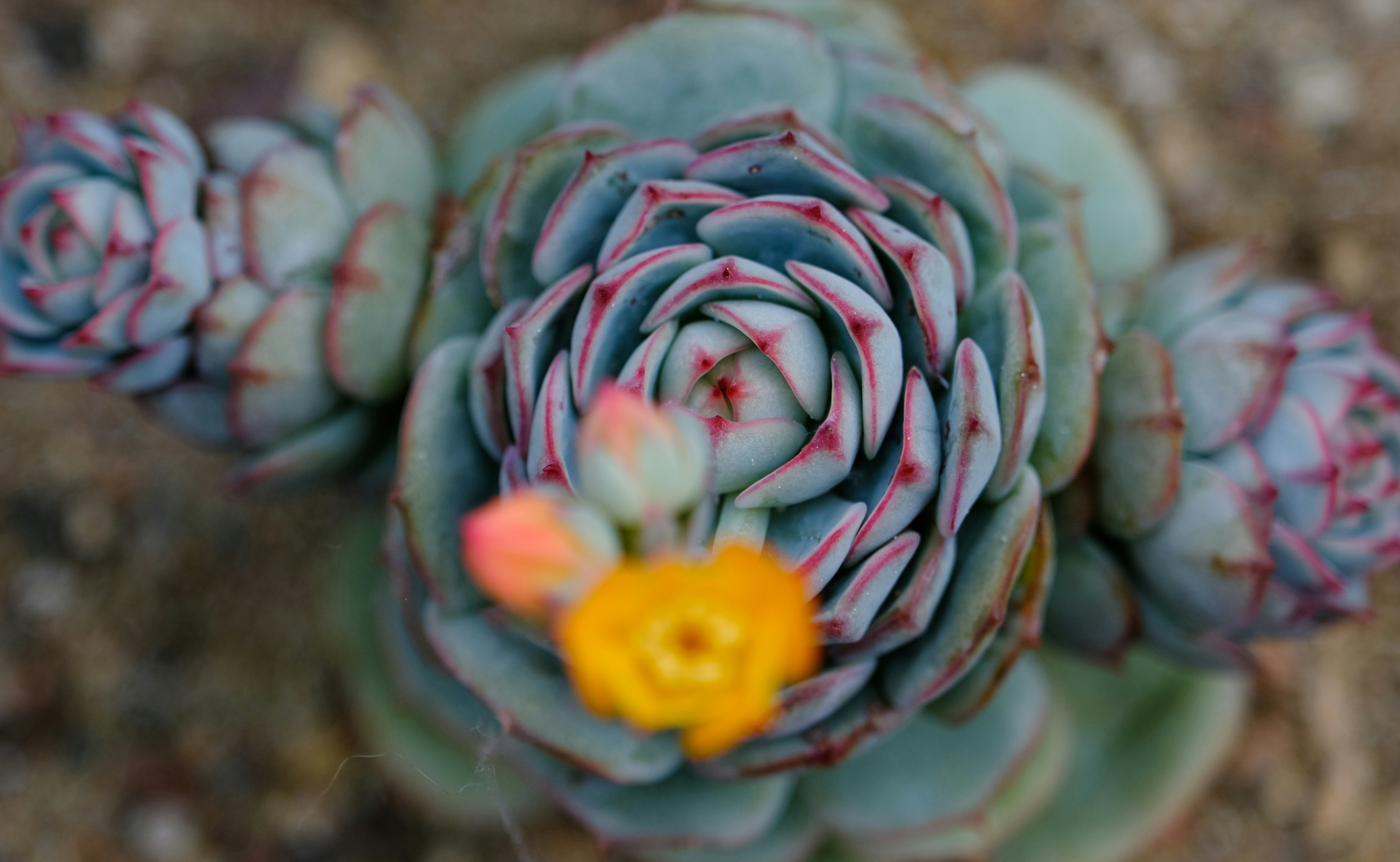 Photo by cestmoisheedy