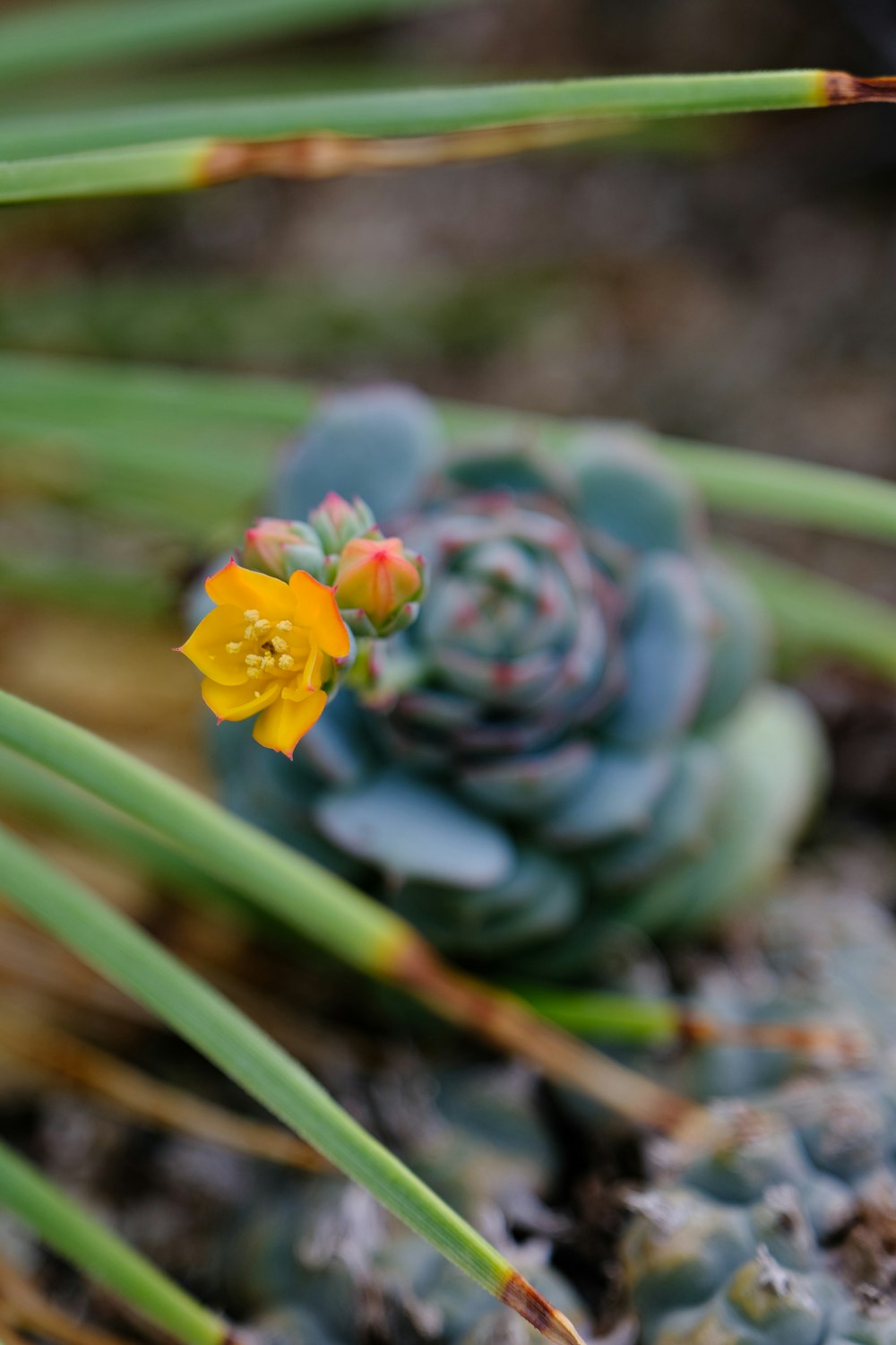 a close up of a small yellow flower on a plant