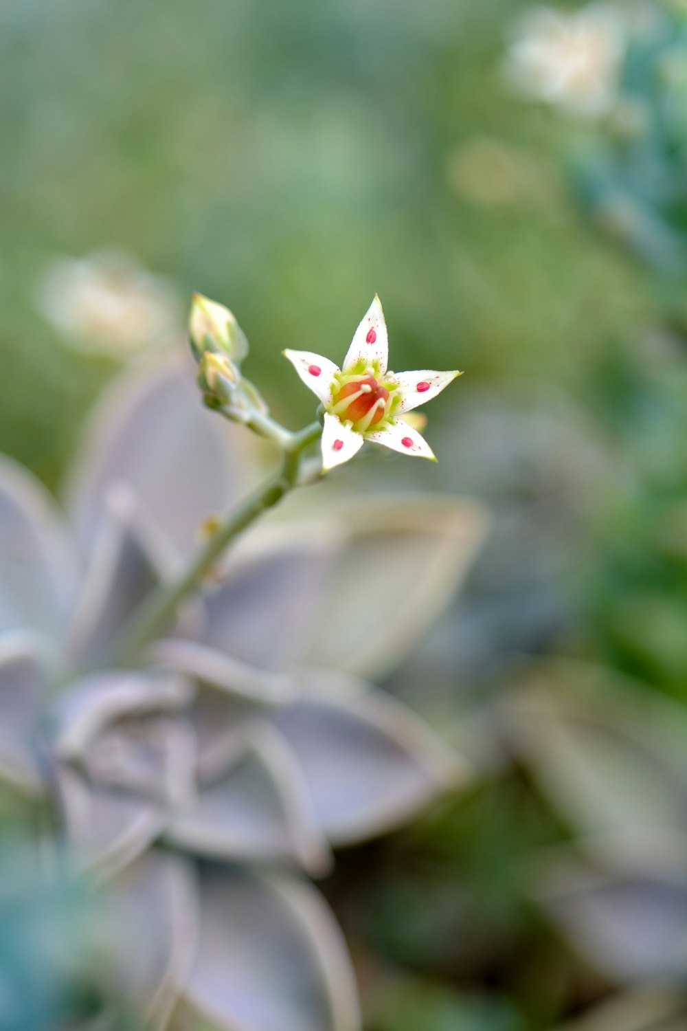 a close up of a flower on a plant