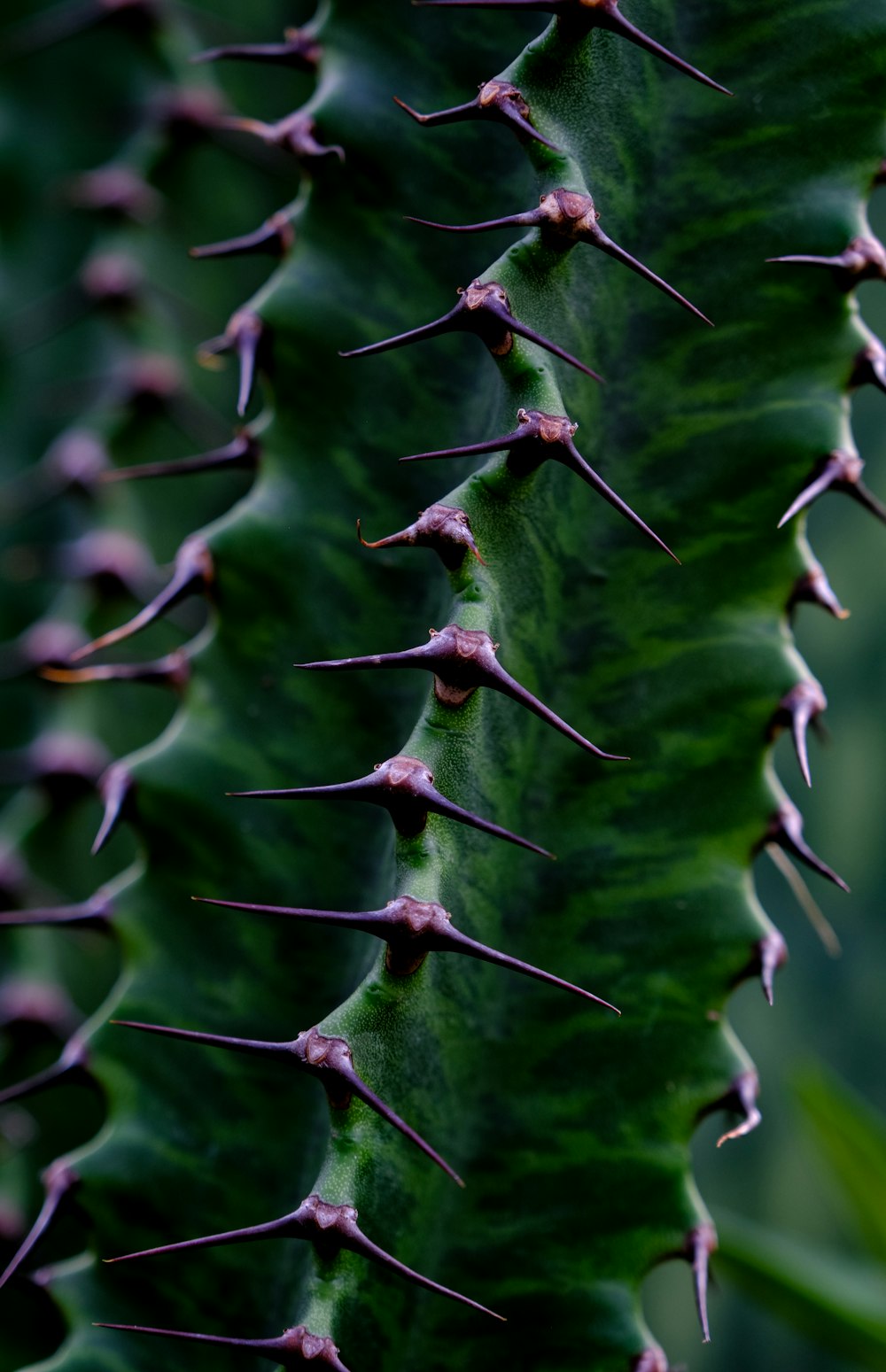 a close up of a green cactus plant