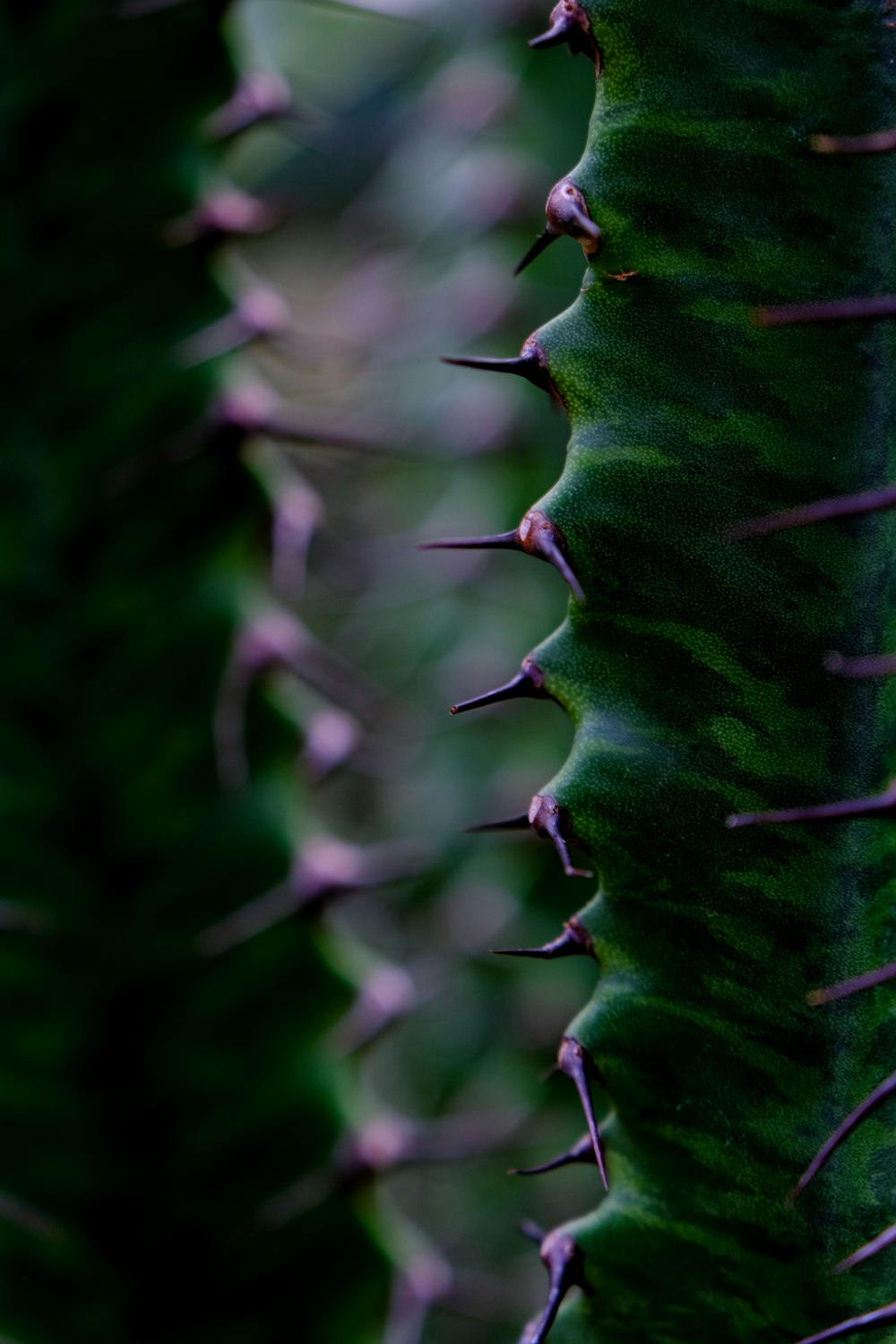 a close up of a green plant with spikes