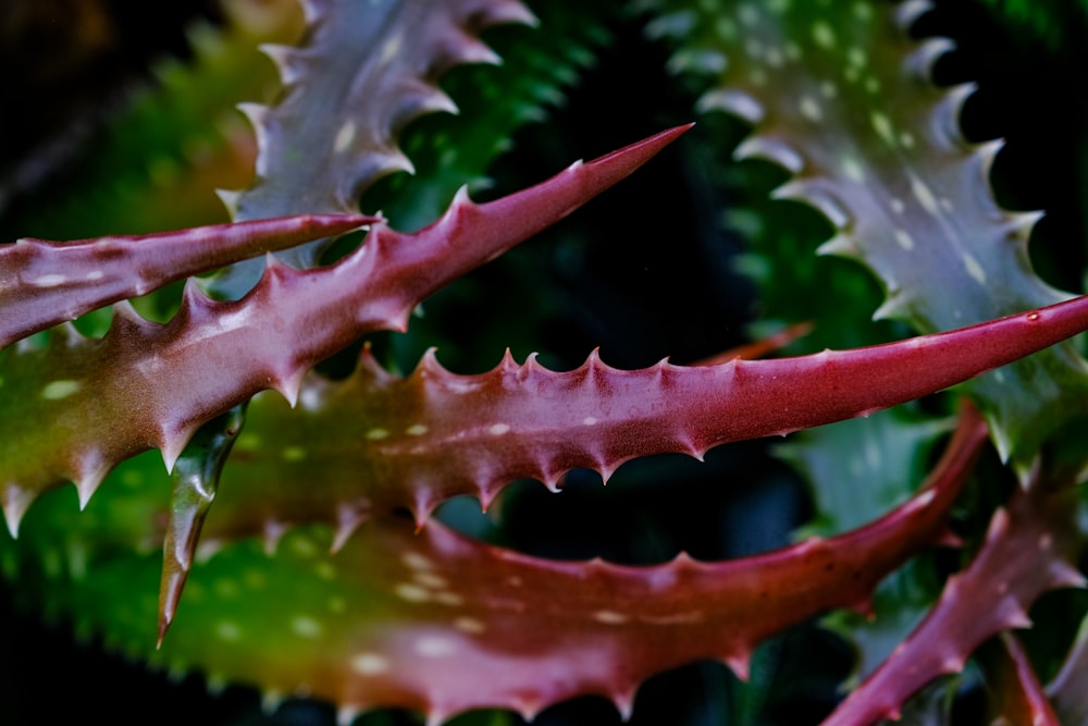 a close up of a green and red plant