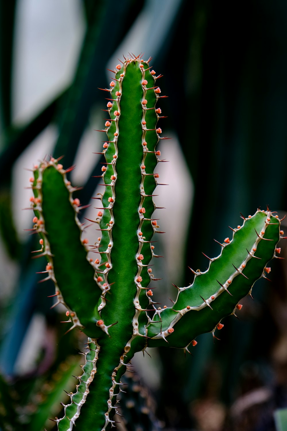 a close up of a green cactus plant