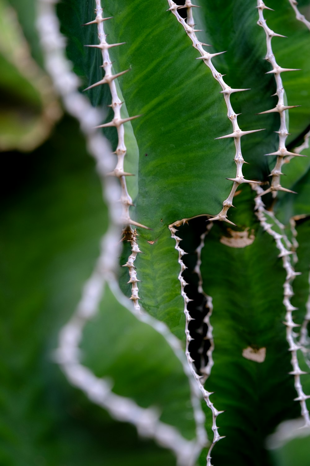 a close up of a large green leafy plant