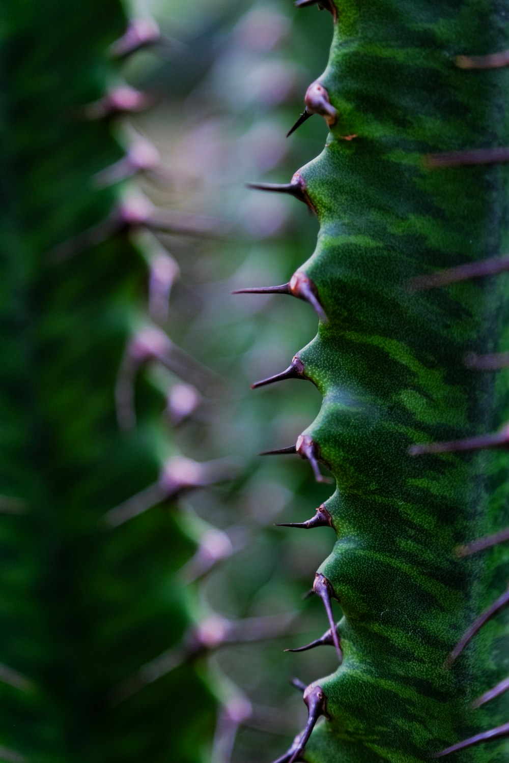 a close up of a green plant with spikes