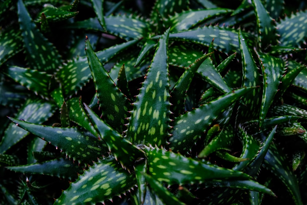 a close up of a bunch of green plants