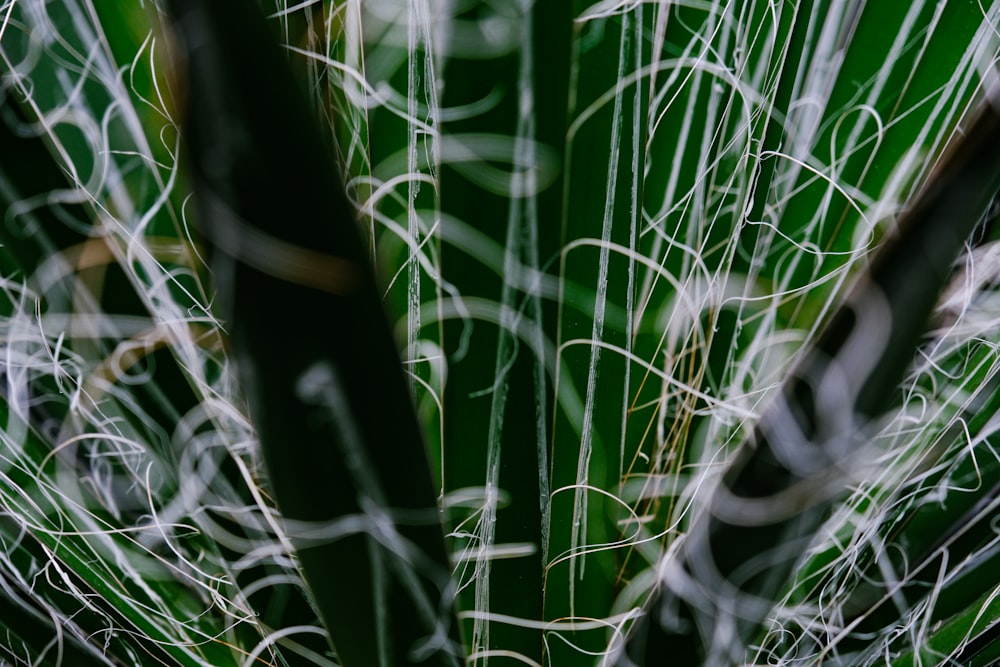 a close up of a green plant with white lines