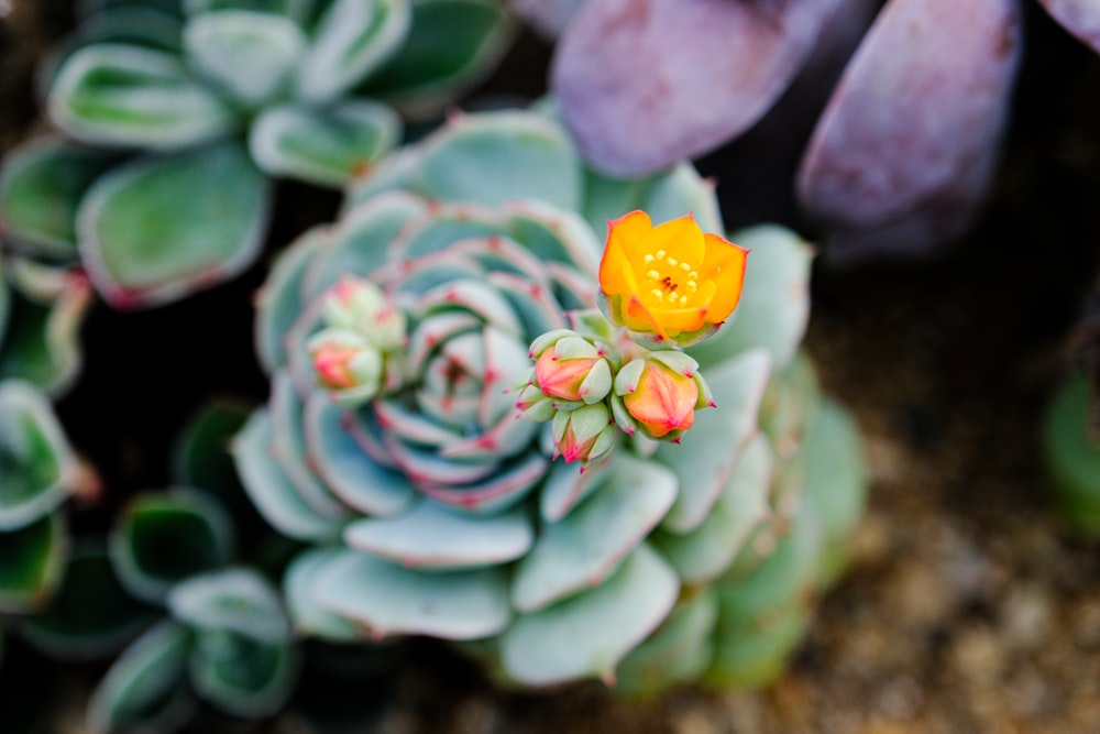 a close up of a small yellow flower on a plant