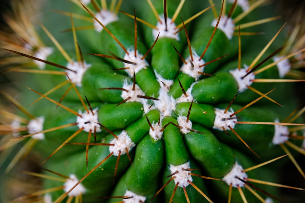 a close up of a green cactus with white tips