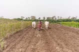 a woman plowing a field with two cows