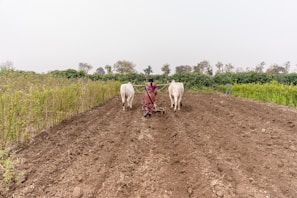 a woman plowing a field with two cows