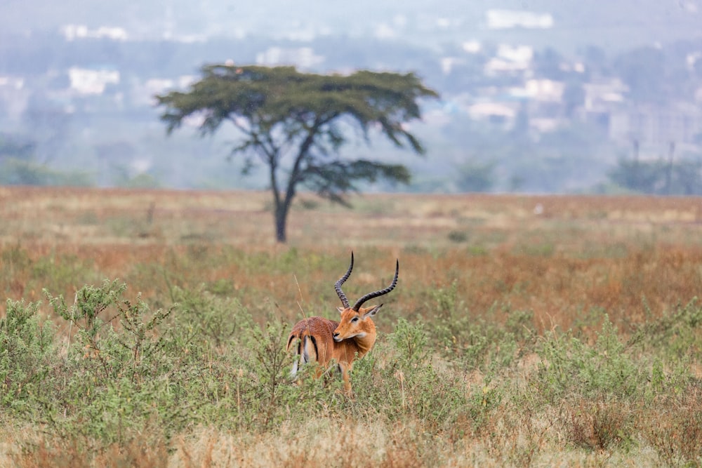 a gazelle standing in a field with a tree in the background
