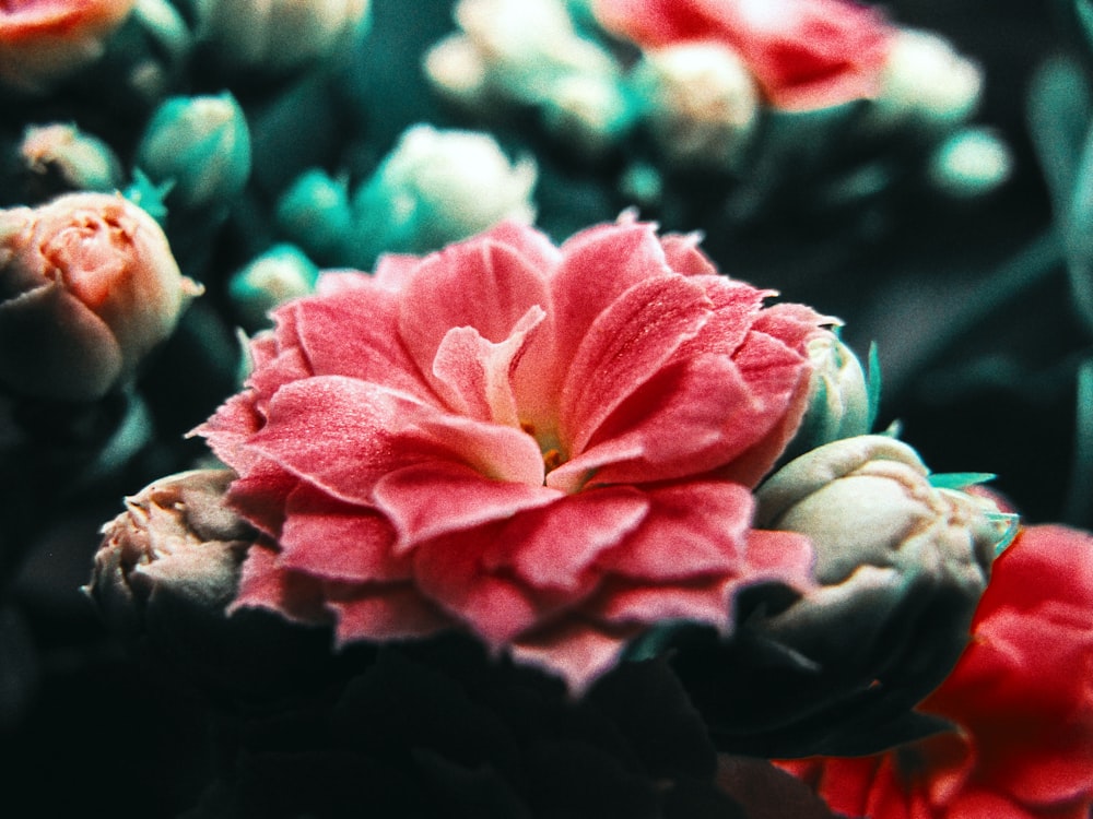 a close up of a pink flower on a plant