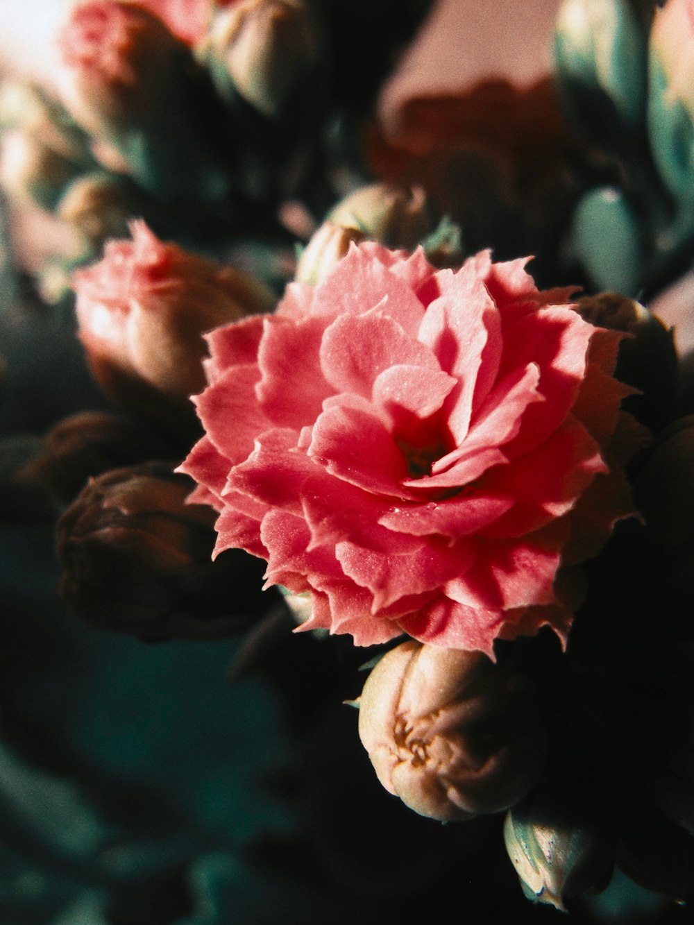 a close up of a pink flower on a plant