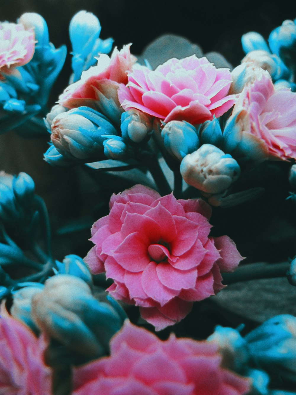 a bunch of pink and blue flowers on a plant