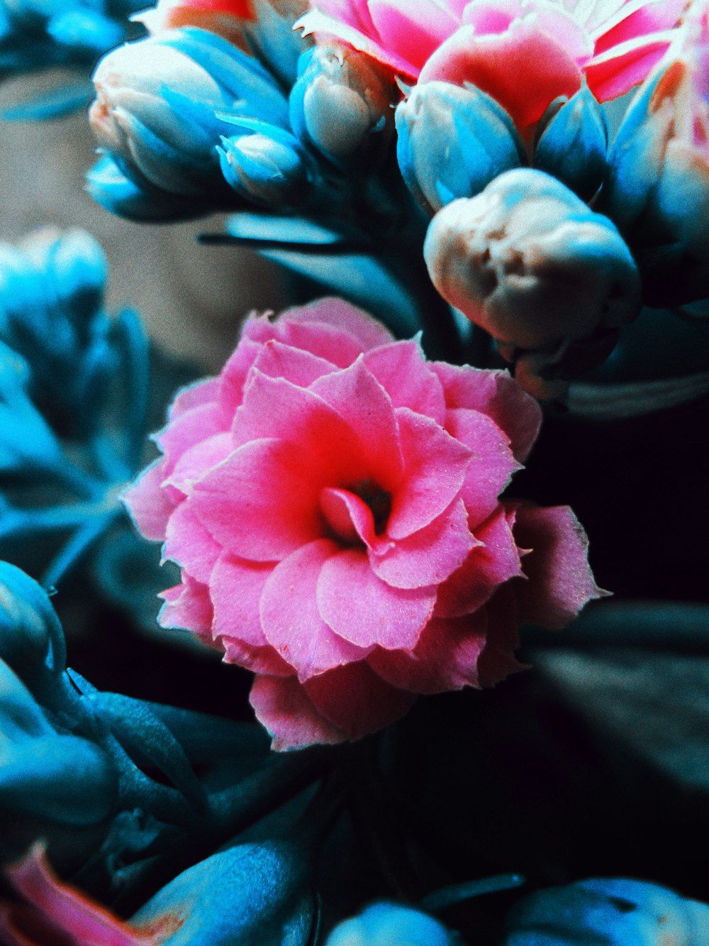 a close up of a pink and blue flower