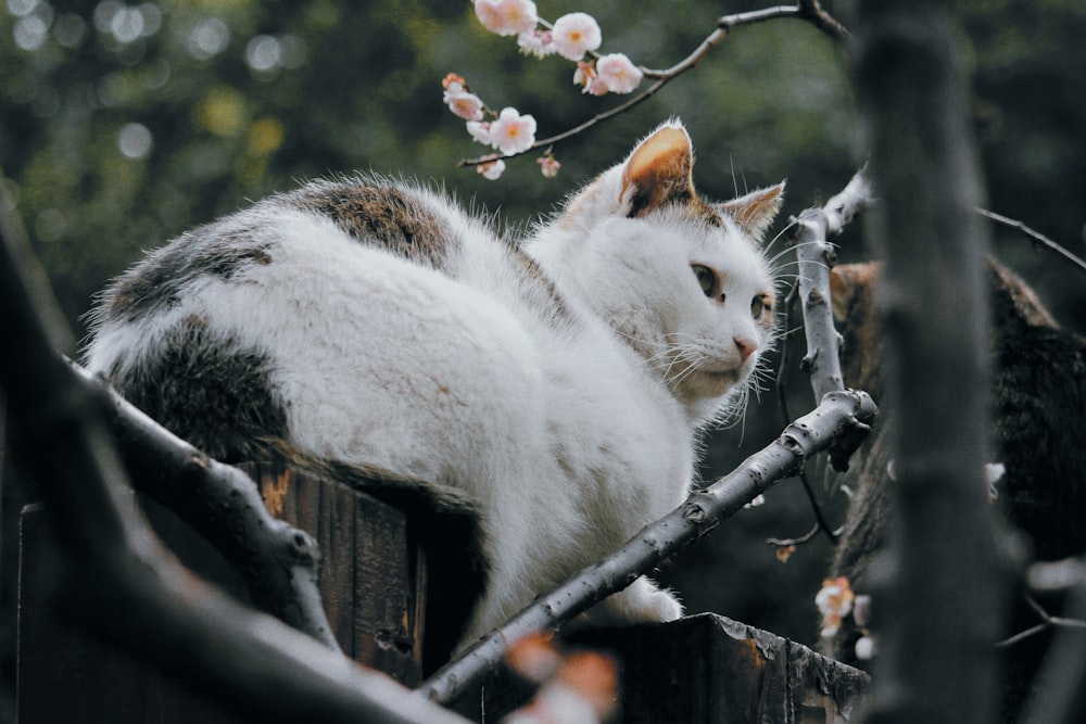 a white cat sitting on top of a wooden fence