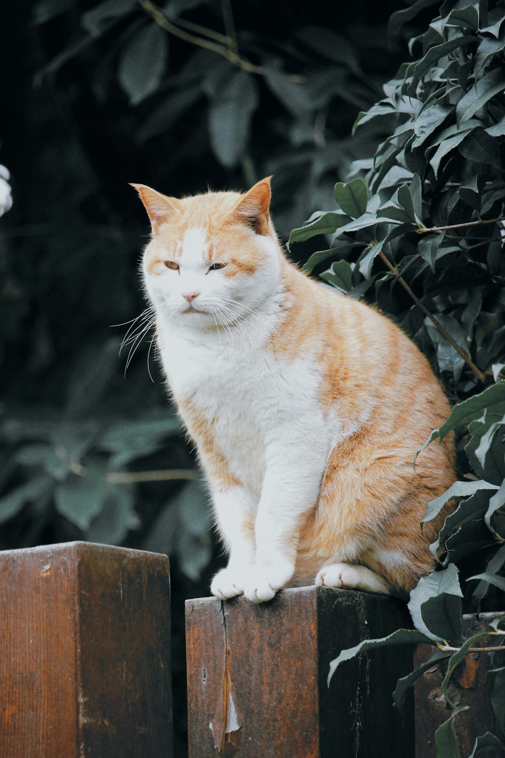 an orange and white cat sitting on top of a wooden fence