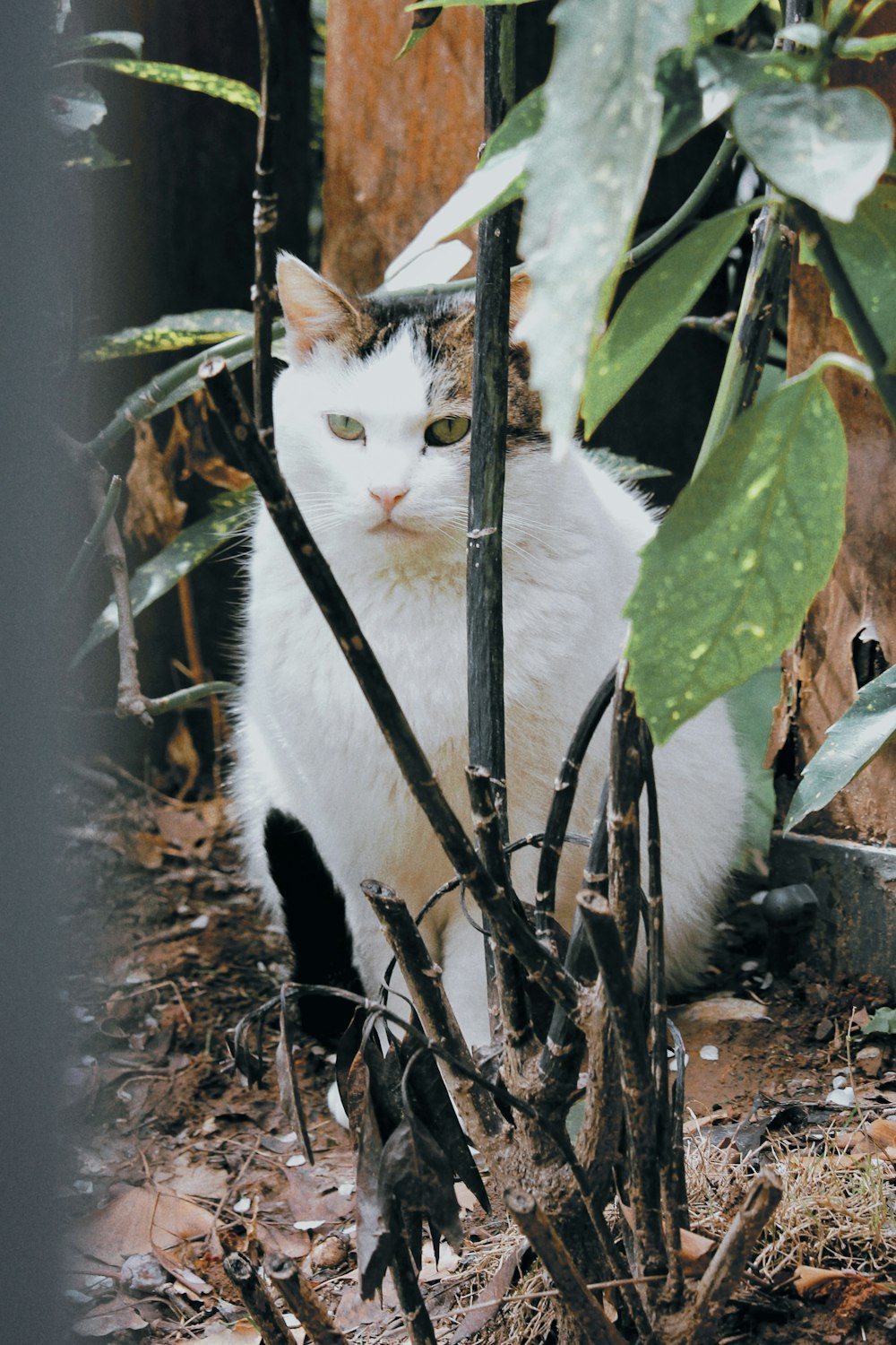 a white cat sitting in the middle of a forest