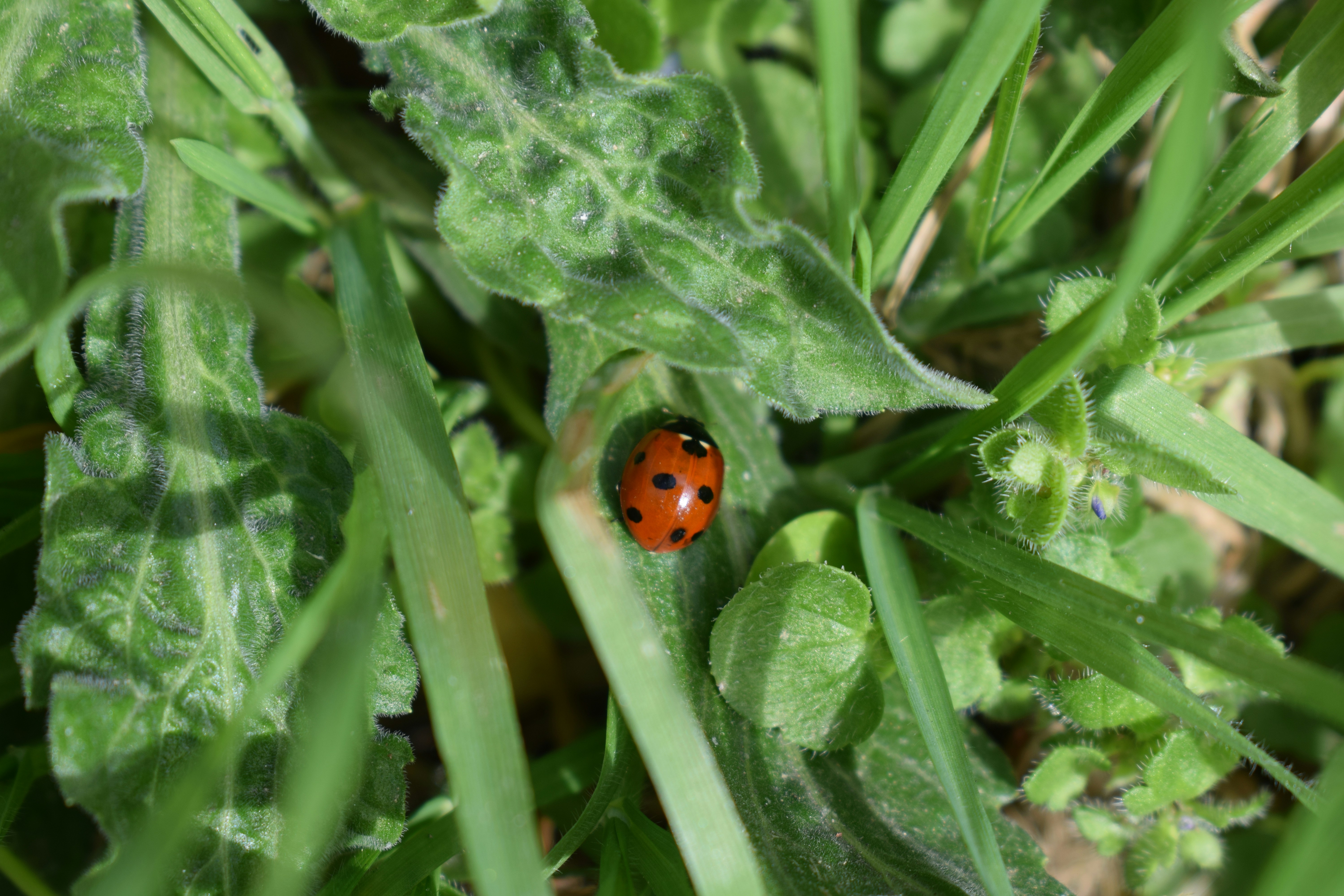 A lady bug sitting on top of a green leaf photo – Free Flower Image on ...