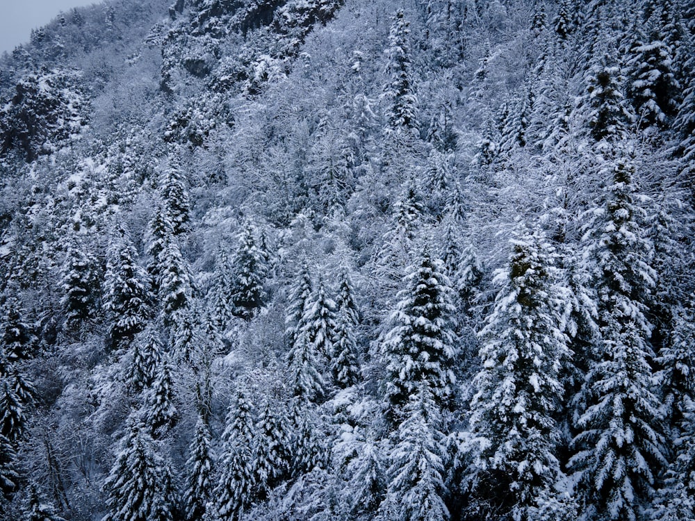 une montagne recouverte de neige avec beaucoup d’arbres