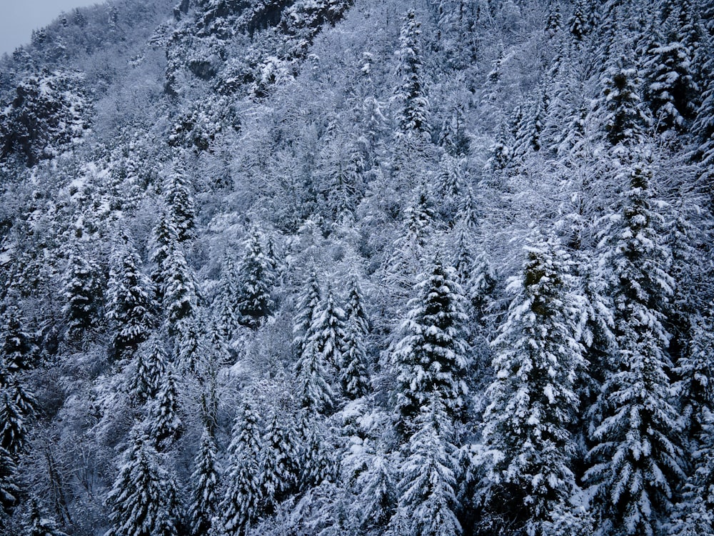 a mountain covered in snow with lots of trees