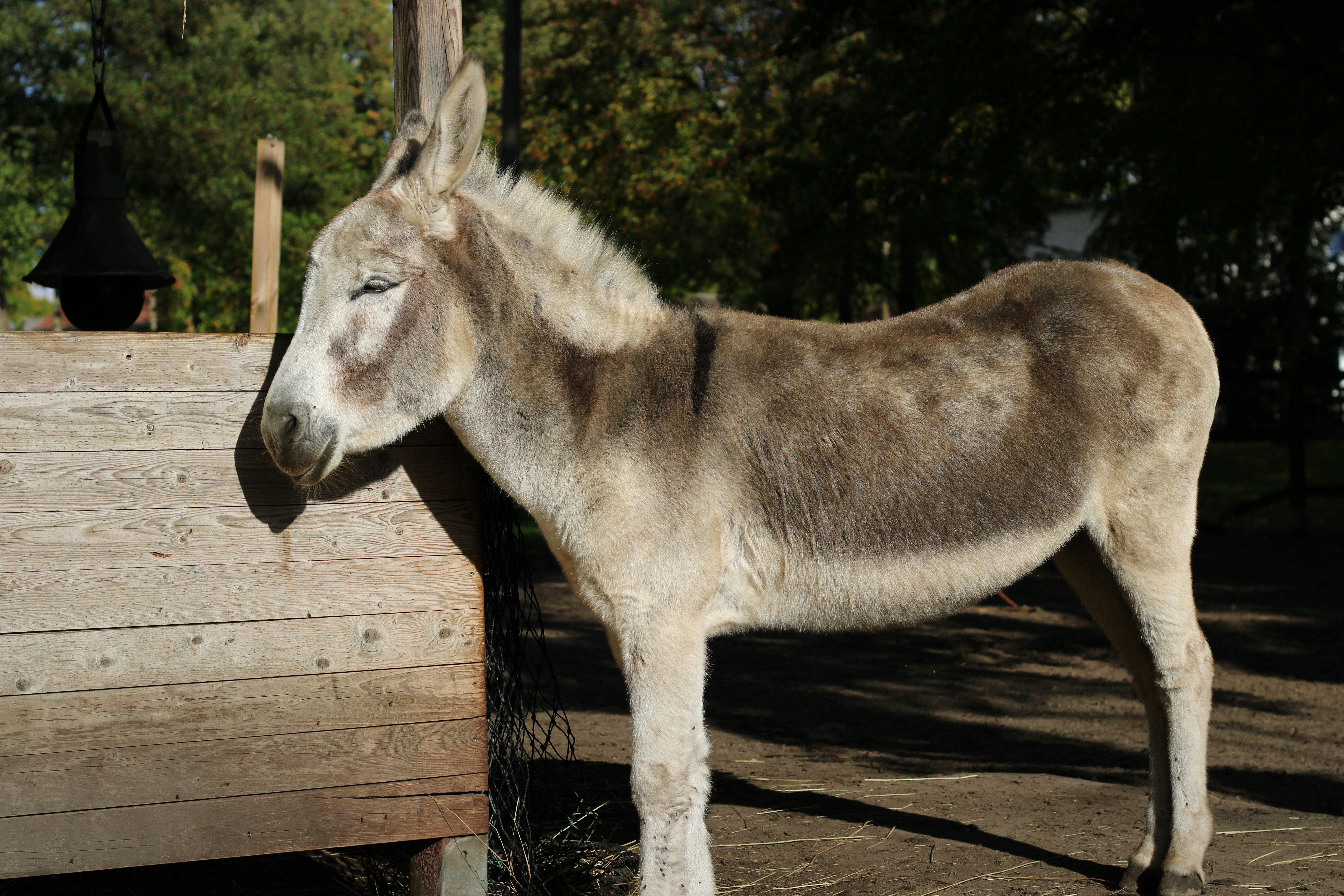 a donkey standing next to a wooden fence