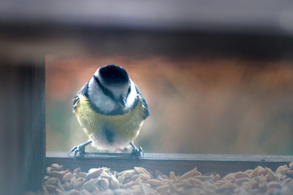 a small bird sitting on top of a bird feeder