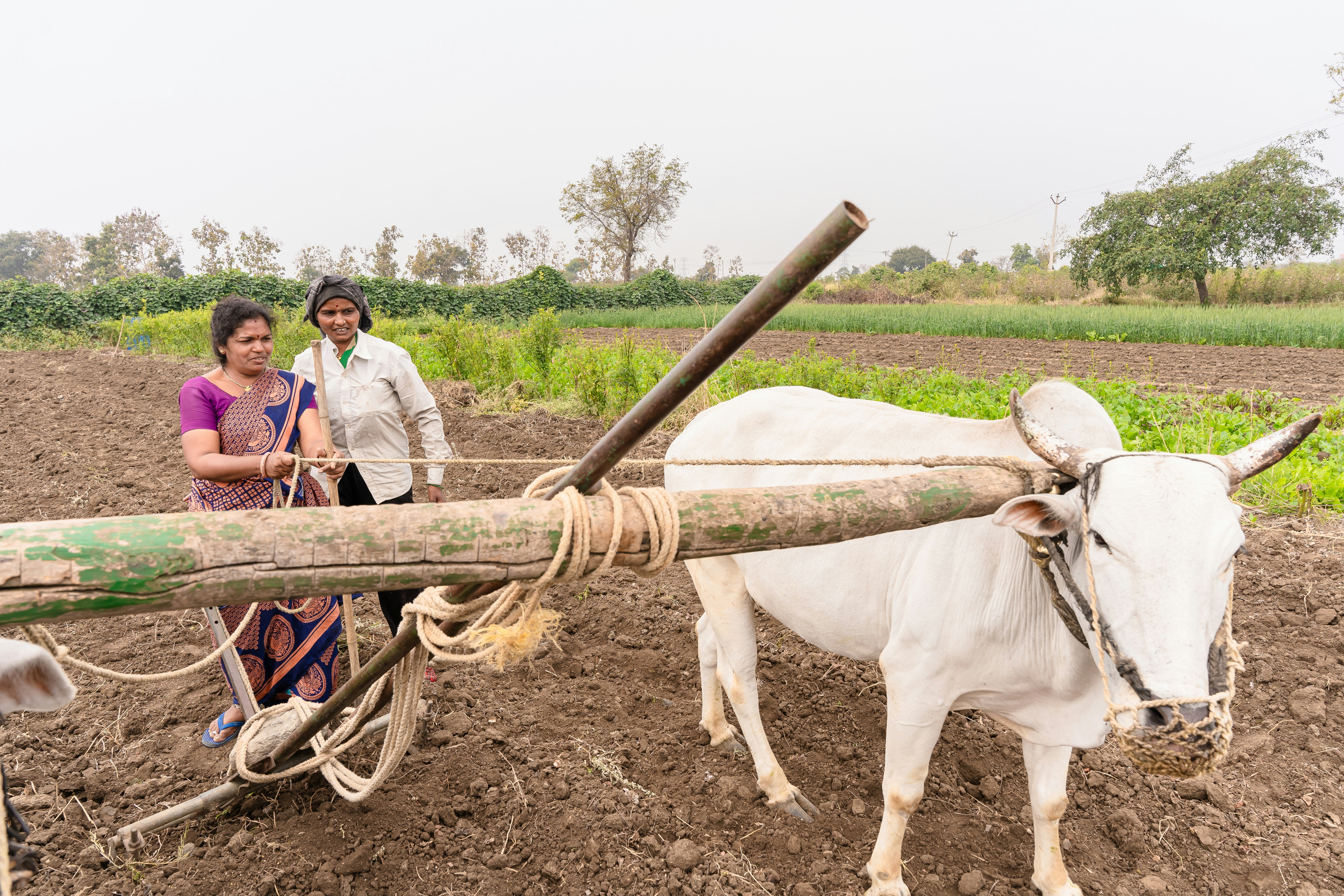 a couple of women standing next to a white cow