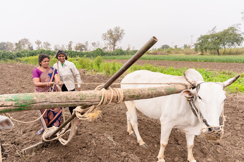 a couple of women standing next to a white cow