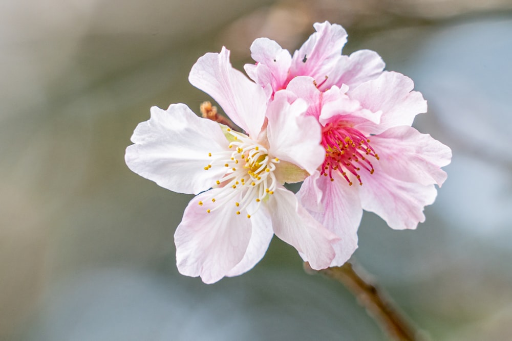 a close up of a flower on a tree branch