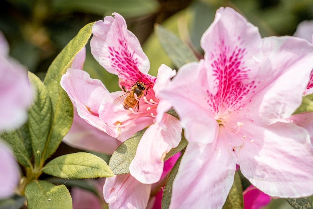 a pink flower with a bee on it