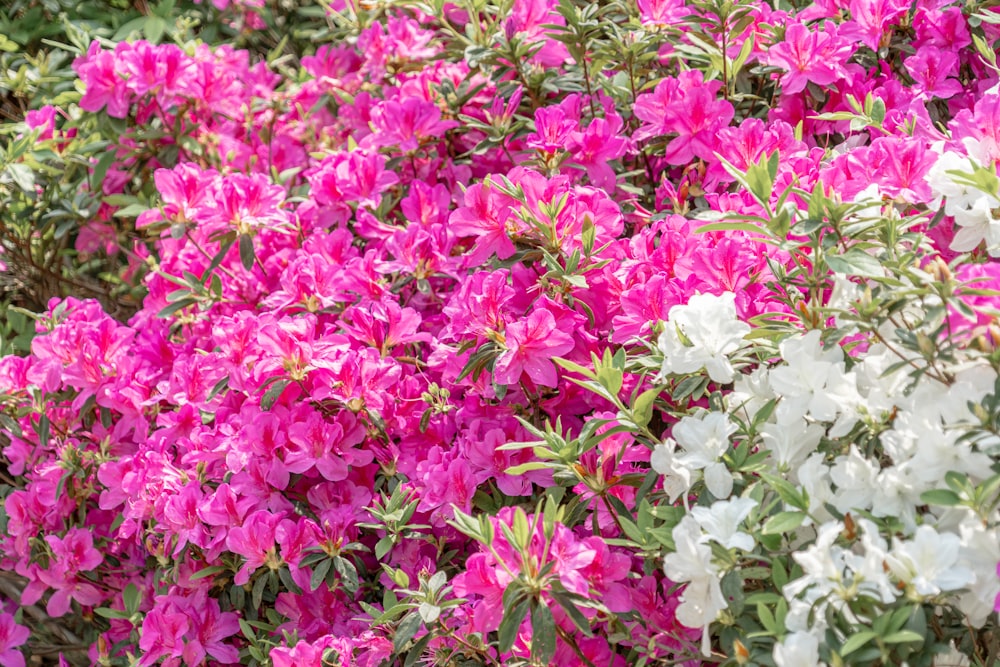 un bouquet de fleurs roses et blanches dans un jardin