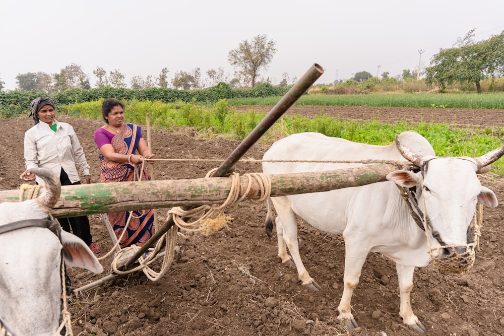 a couple of women standing next to two oxen