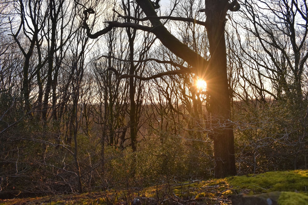 the sun is shining through the trees in the woods