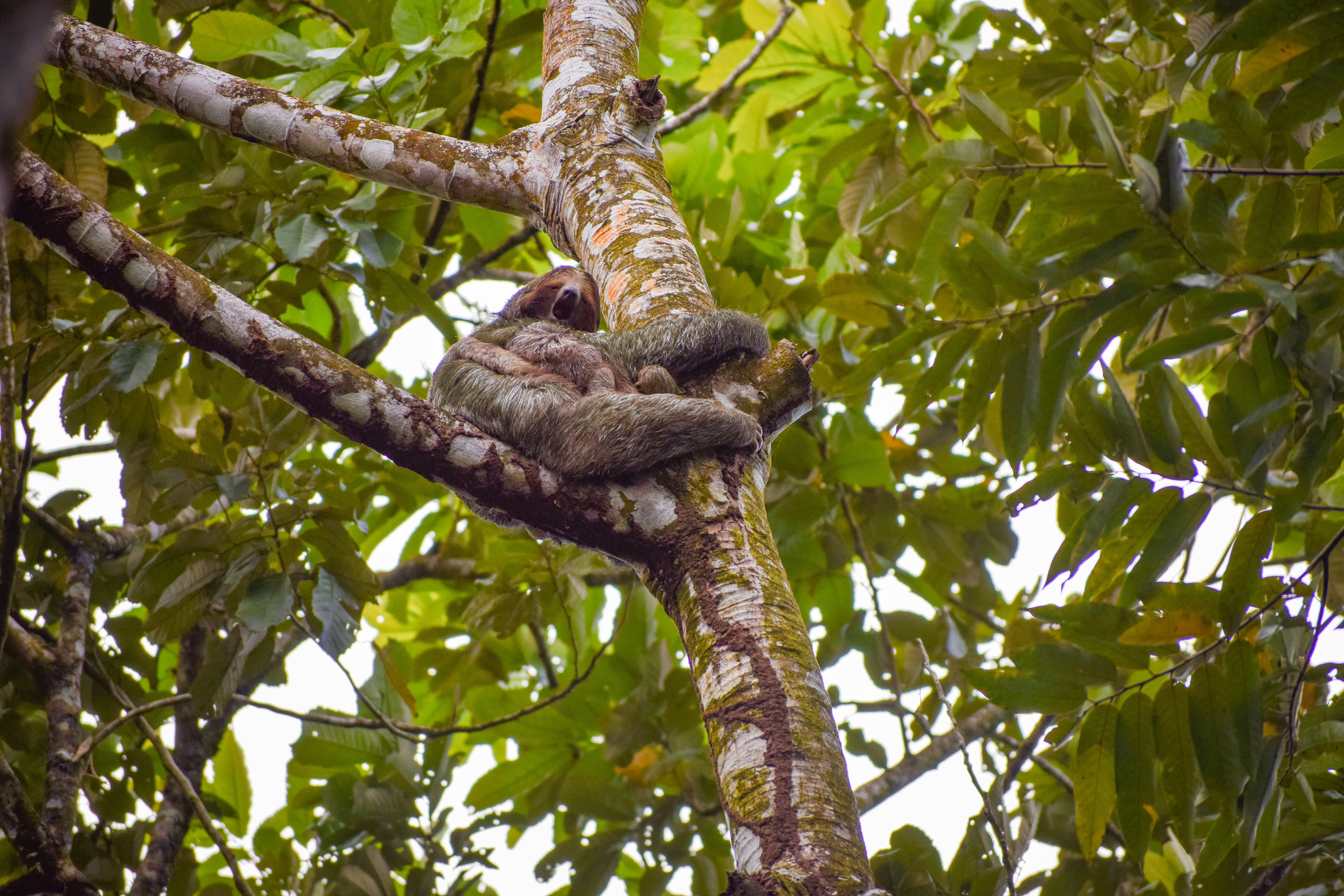 a group of sloths hanging from a tree branch, 