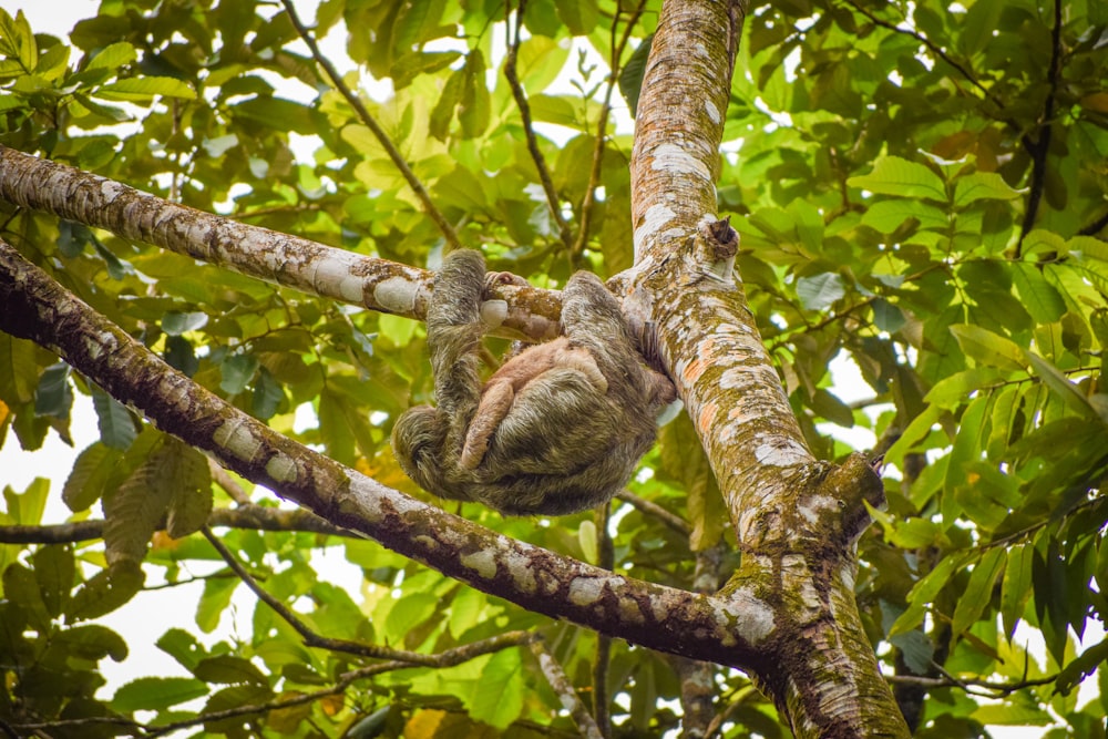 a sloth hanging from a tree branch in a forest