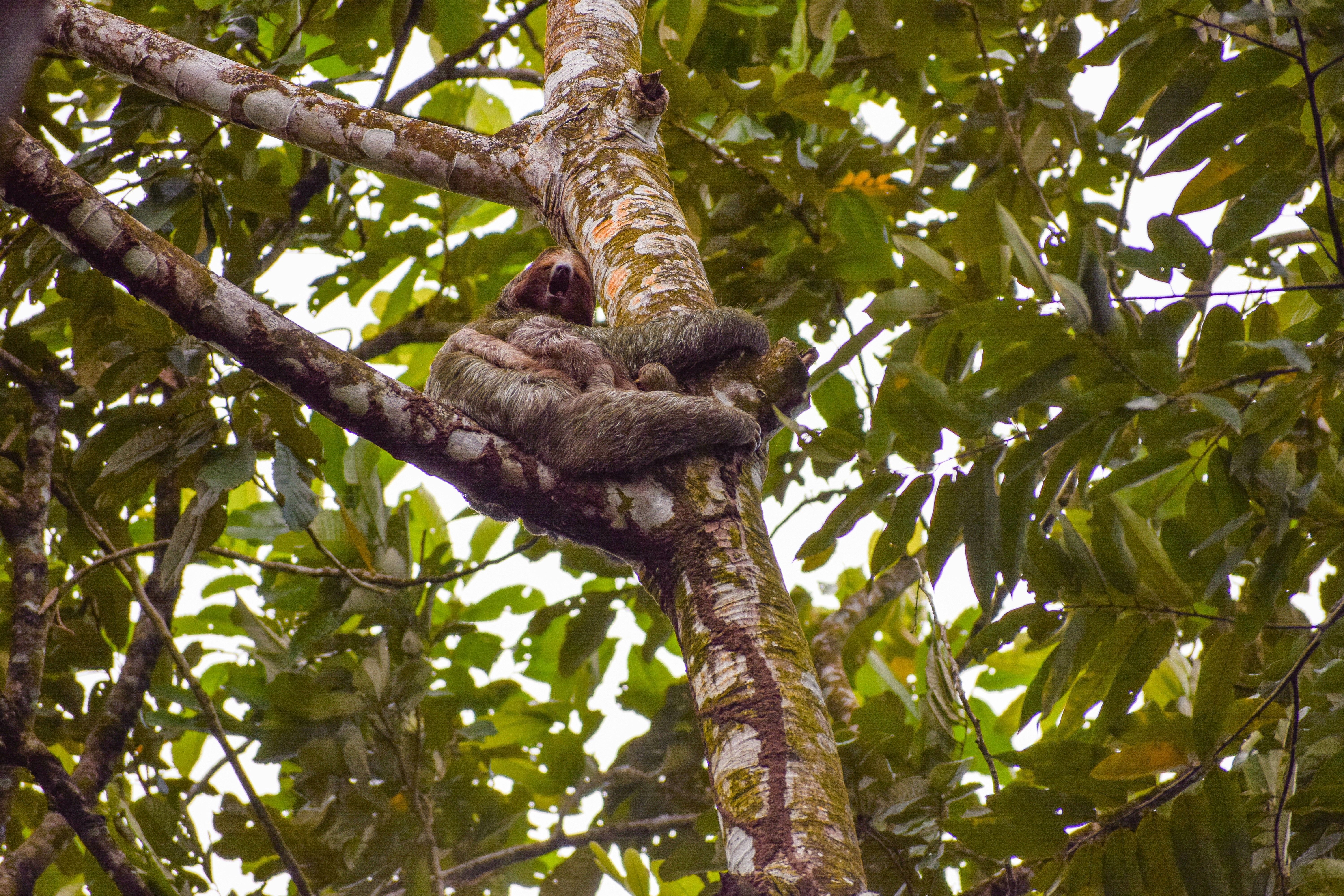 a sloth in the middle of a tree branch, 