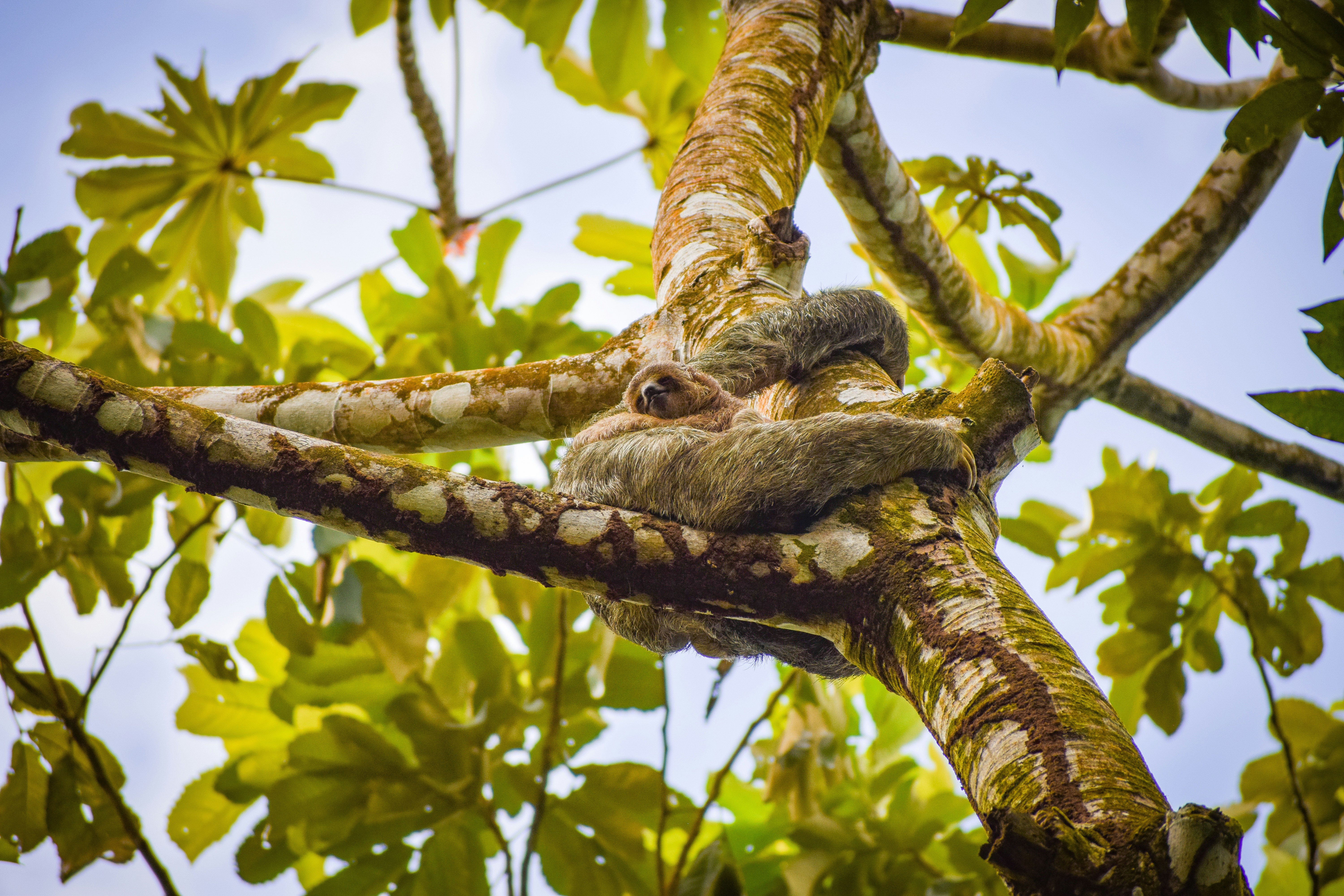 The Climate Connection That Links Sloths to Global Patterns (image credits: unsplash)