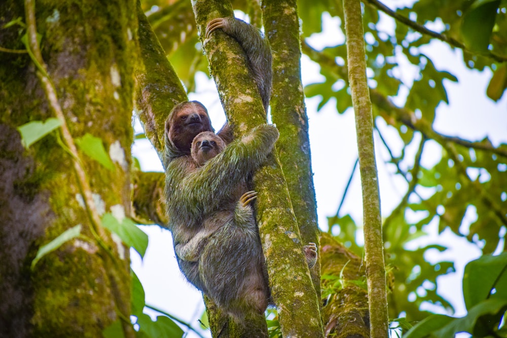 a sloth hanging from a tree in the jungle