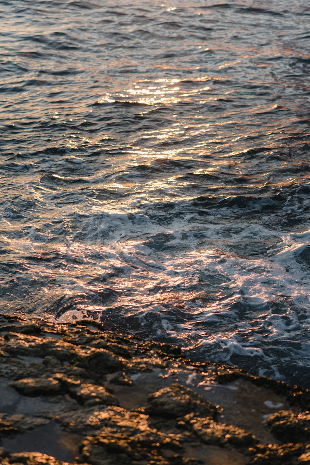 a bird standing on the edge of a body of water