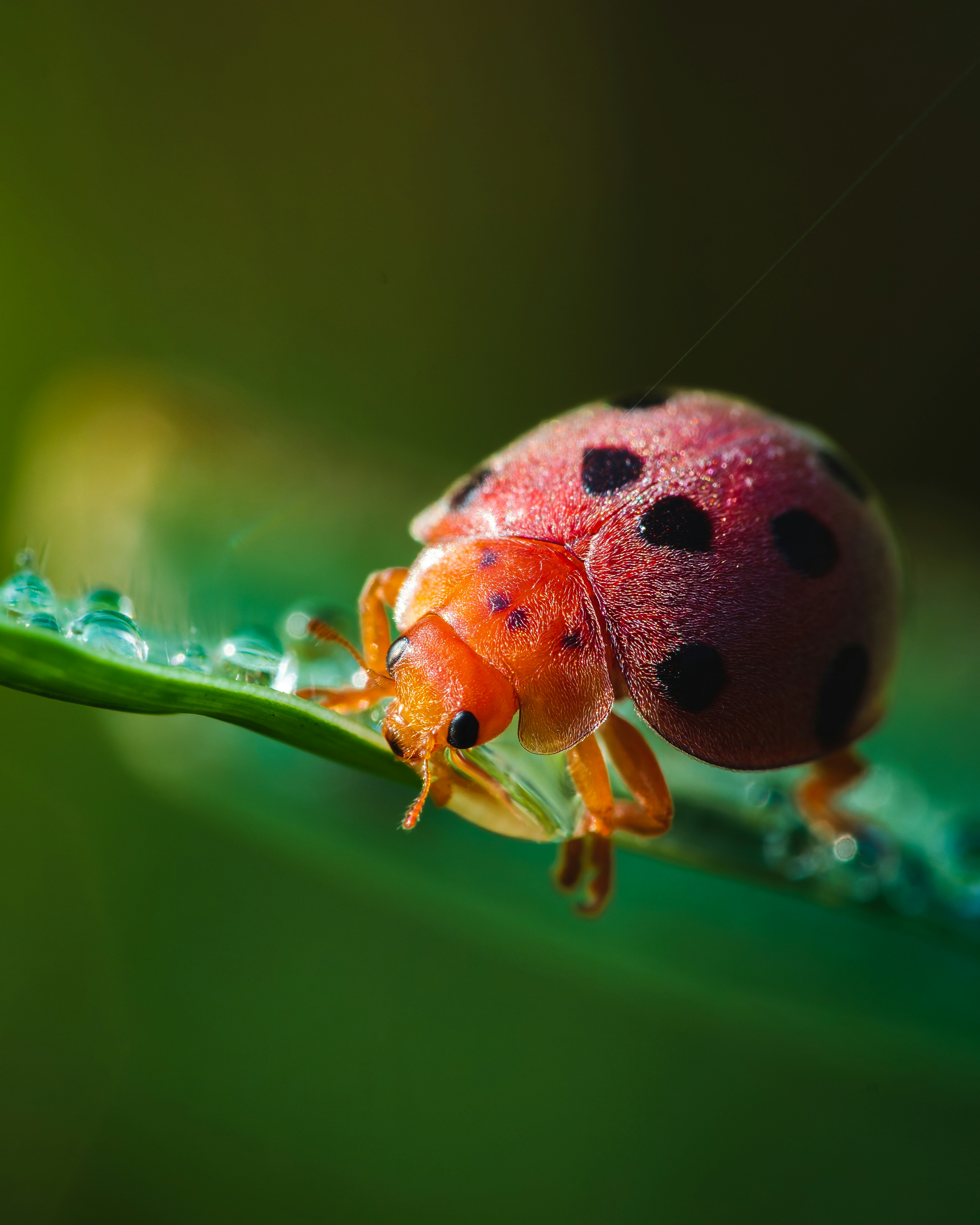una mariquita sentada encima de una hoja verde