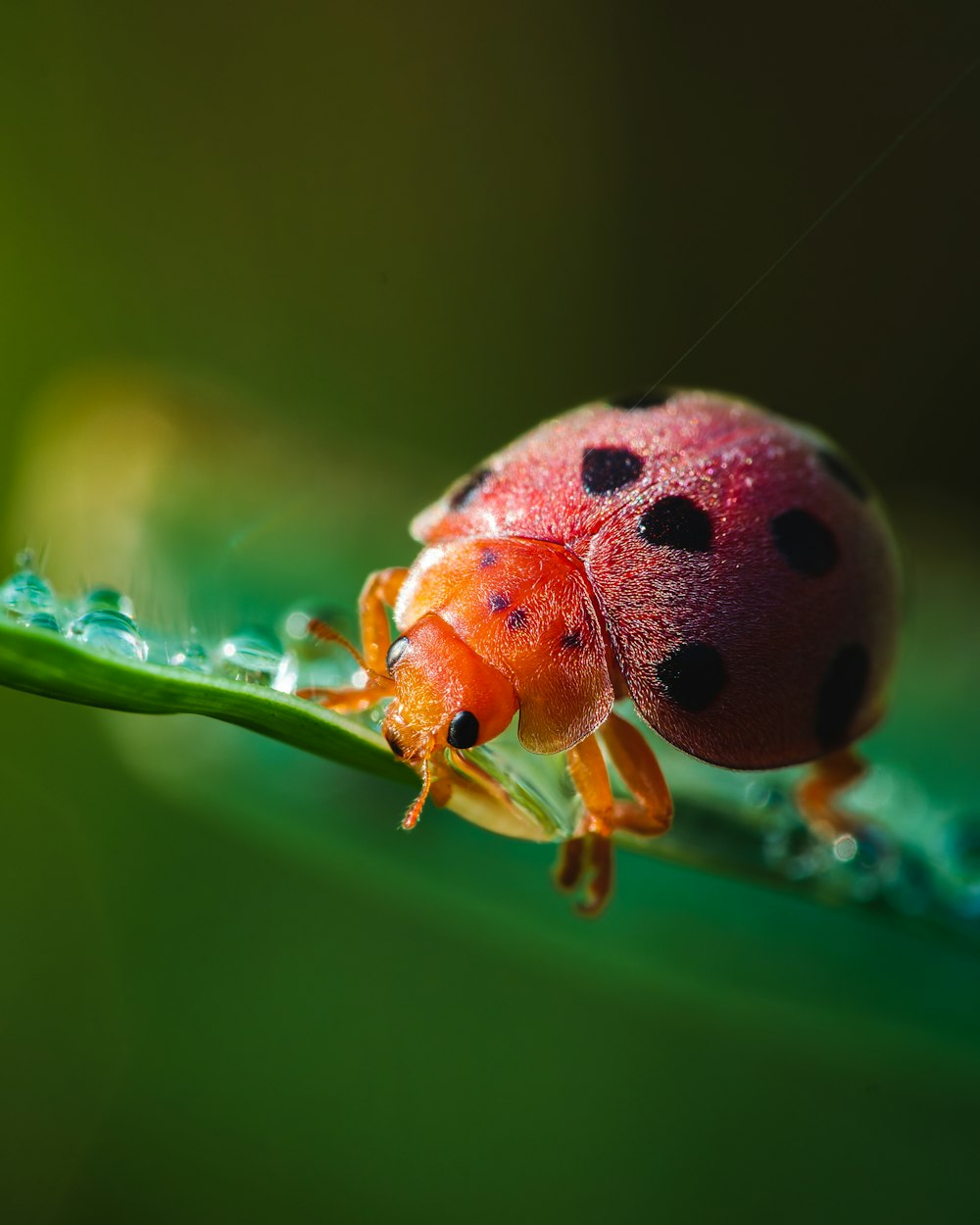 ein Marienkäfer, der auf einem grünen Blatt sitzt